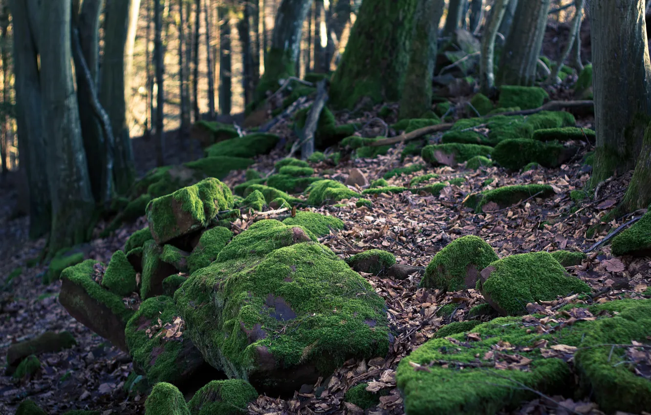 Фото обои лес, камни, мох
