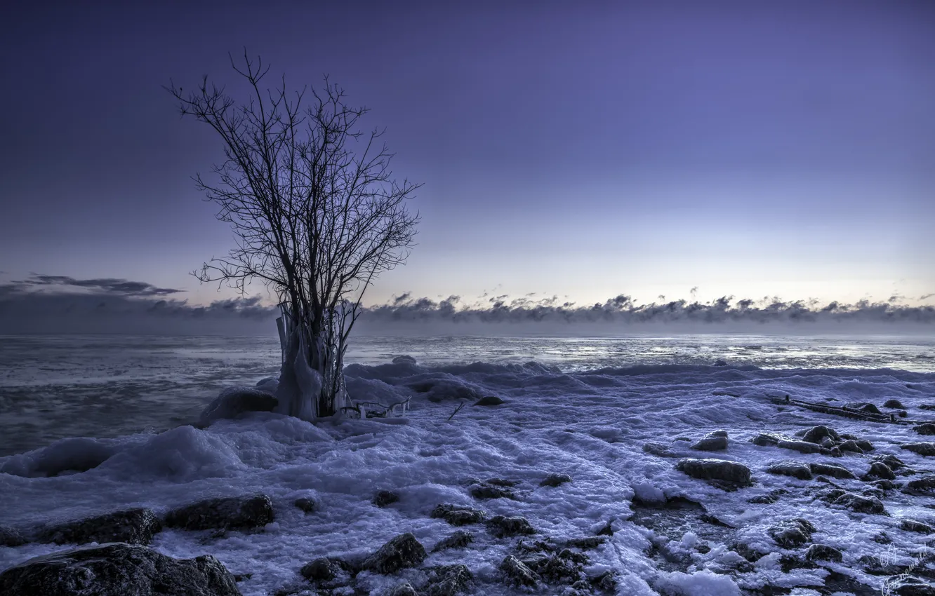 Фото обои море, дерево, берег, лёд