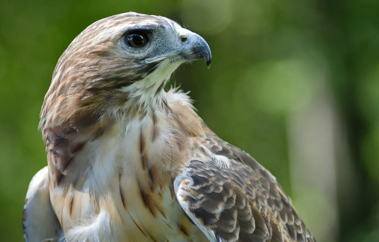 Фото обои птица, ястреб, by Nushaa