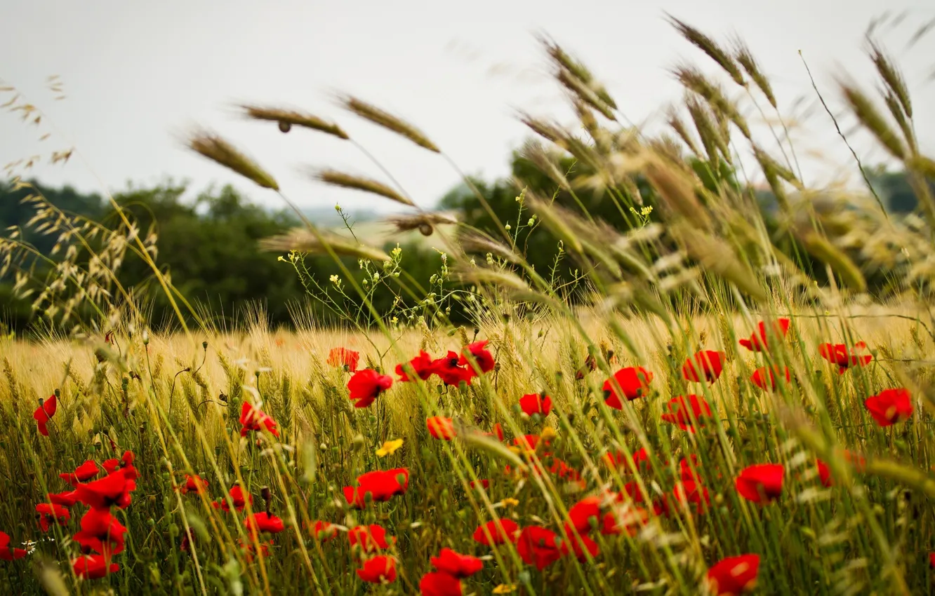 Фото обои пшеница, поле, цветы, фон, widescreen, обои, мак, рожь
