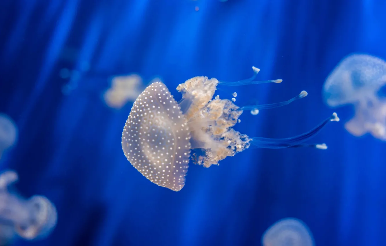Фото обои underwater, ocean, jellyfish