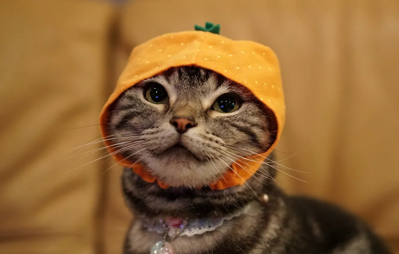 Фото обои кошка, кот, морда, фон, портрет, чепчик, шапочка, головной убор