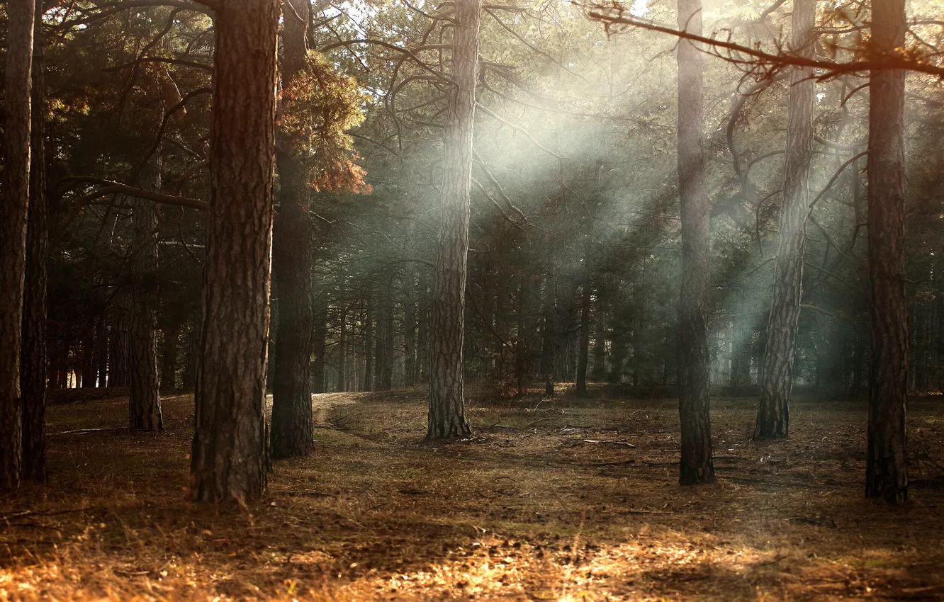 Фото обои осень, лес, свет, деревья, ветки, природа, туман, стволы