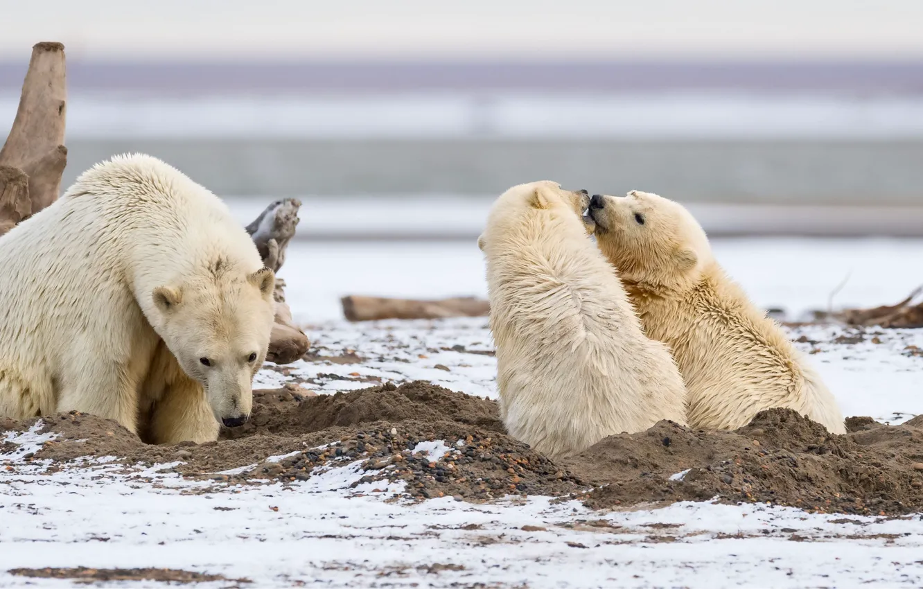 Фото обои хищники, семья, трое, детёныши, полярные медведи