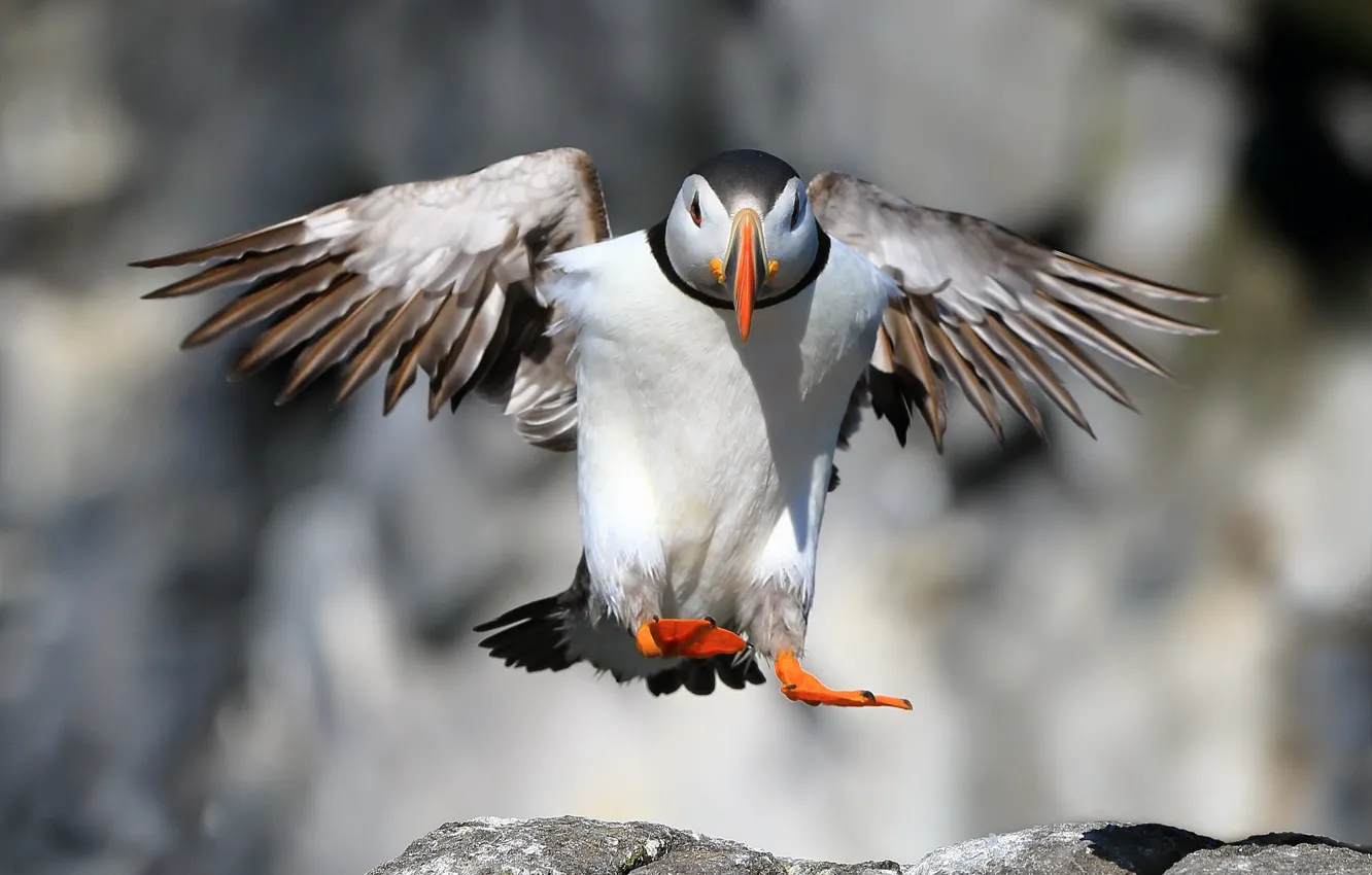 Фото обои птица, Puffin, Landing