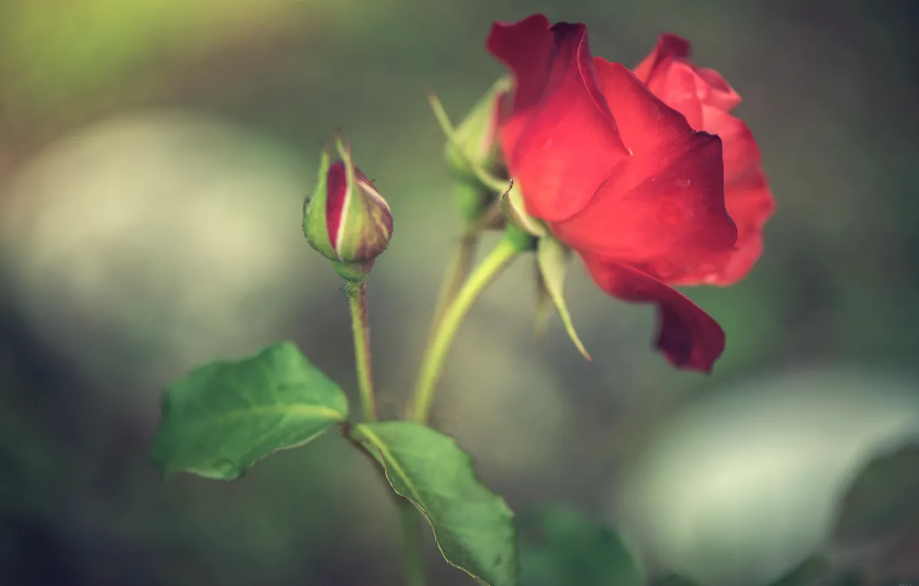 Фото обои красный, роза, лепестки