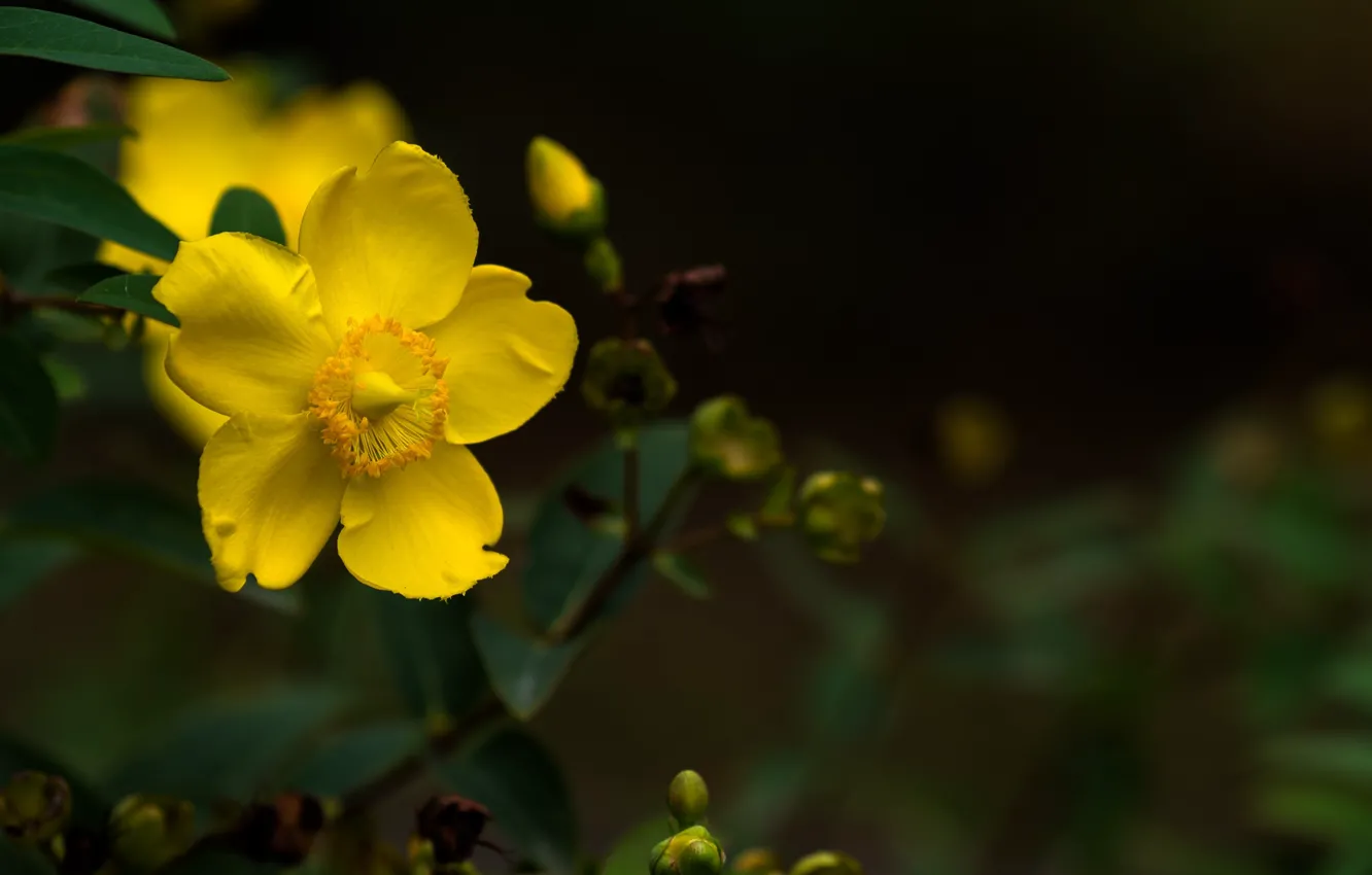 Фото обои цветок, жёлтый, боке