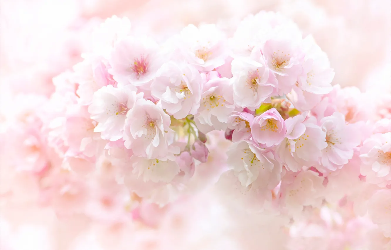 Фото обои цветы, весна, сакура