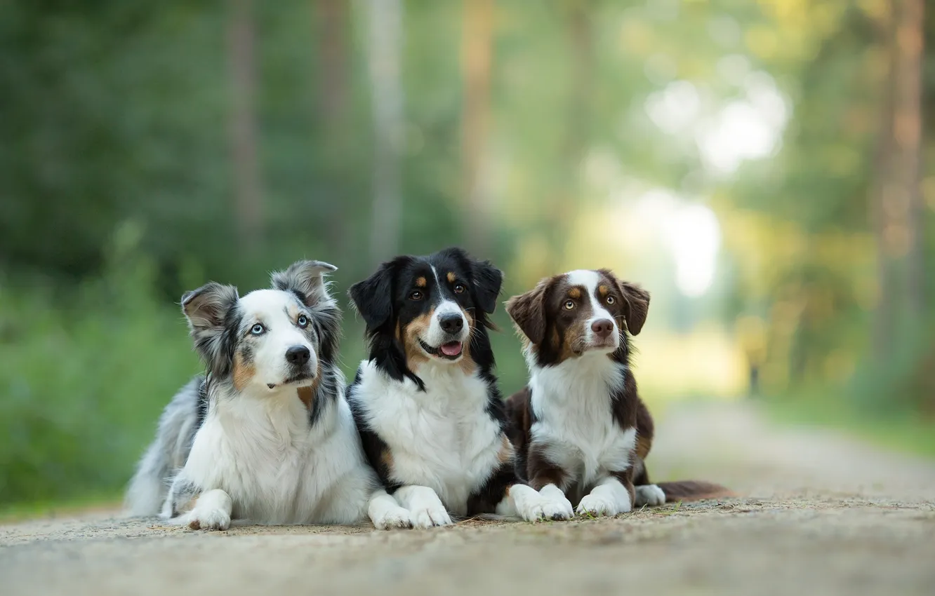 Фото обои собаки, трио, Австралийская овчарка, троица, Аусси