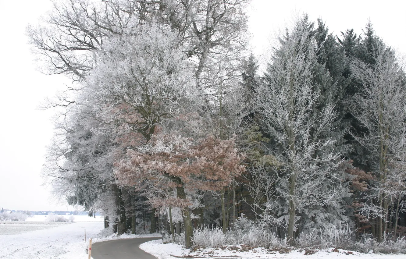 Фото обои зима, иней, дорога, лес, снег, деревья