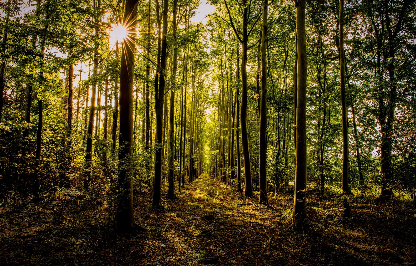 Фото обои осень, лес, листья, солнце, деревья, дорожка
