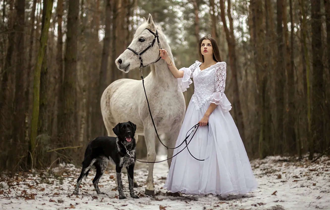 Фото обои девушка, конь, собака