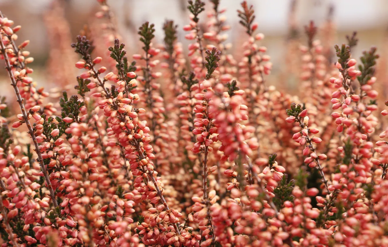 Фото обои flowers, autumn, garden, blooming, heathers