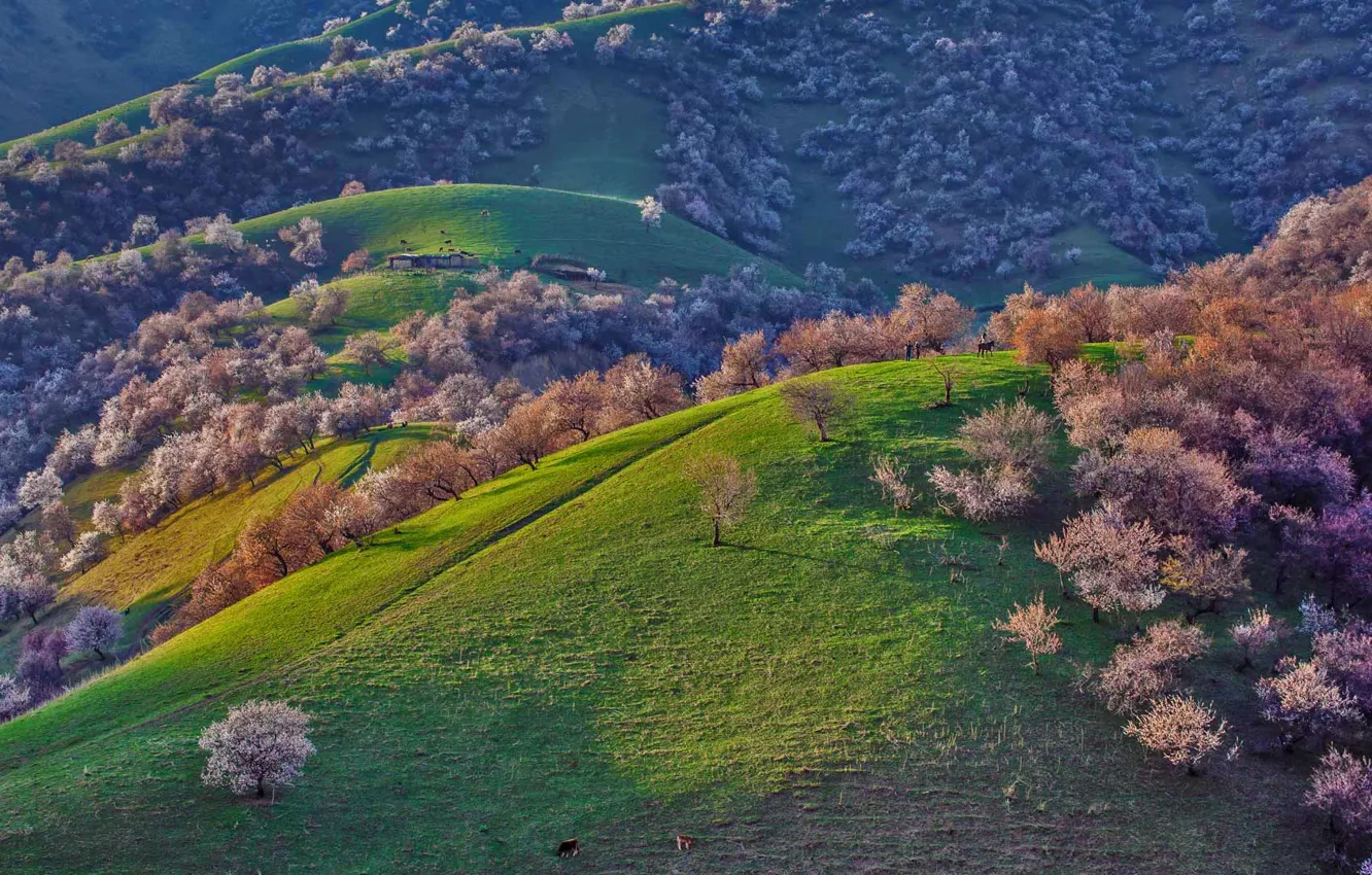 Фото обои деревья, горы, холмы, весна, Китай, цветение