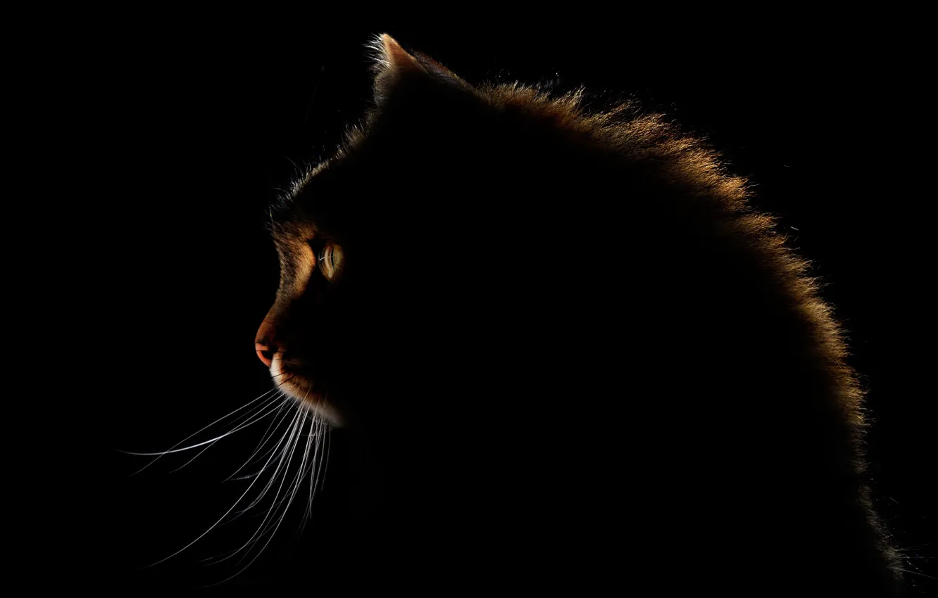Фото обои глаза, кот, усы, свечение, eyes, cat, glow, mustache