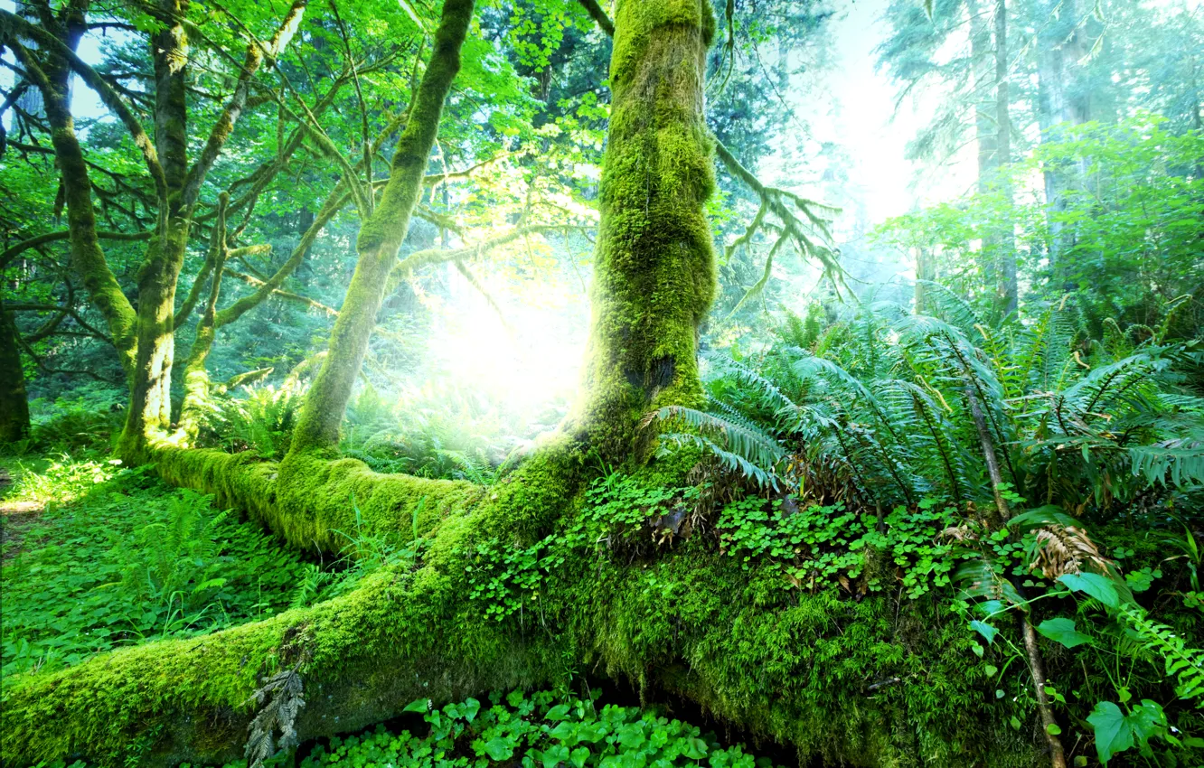 Фото обои зелень, лес, трава, солнце, деревья, тропики, мох, джунгли