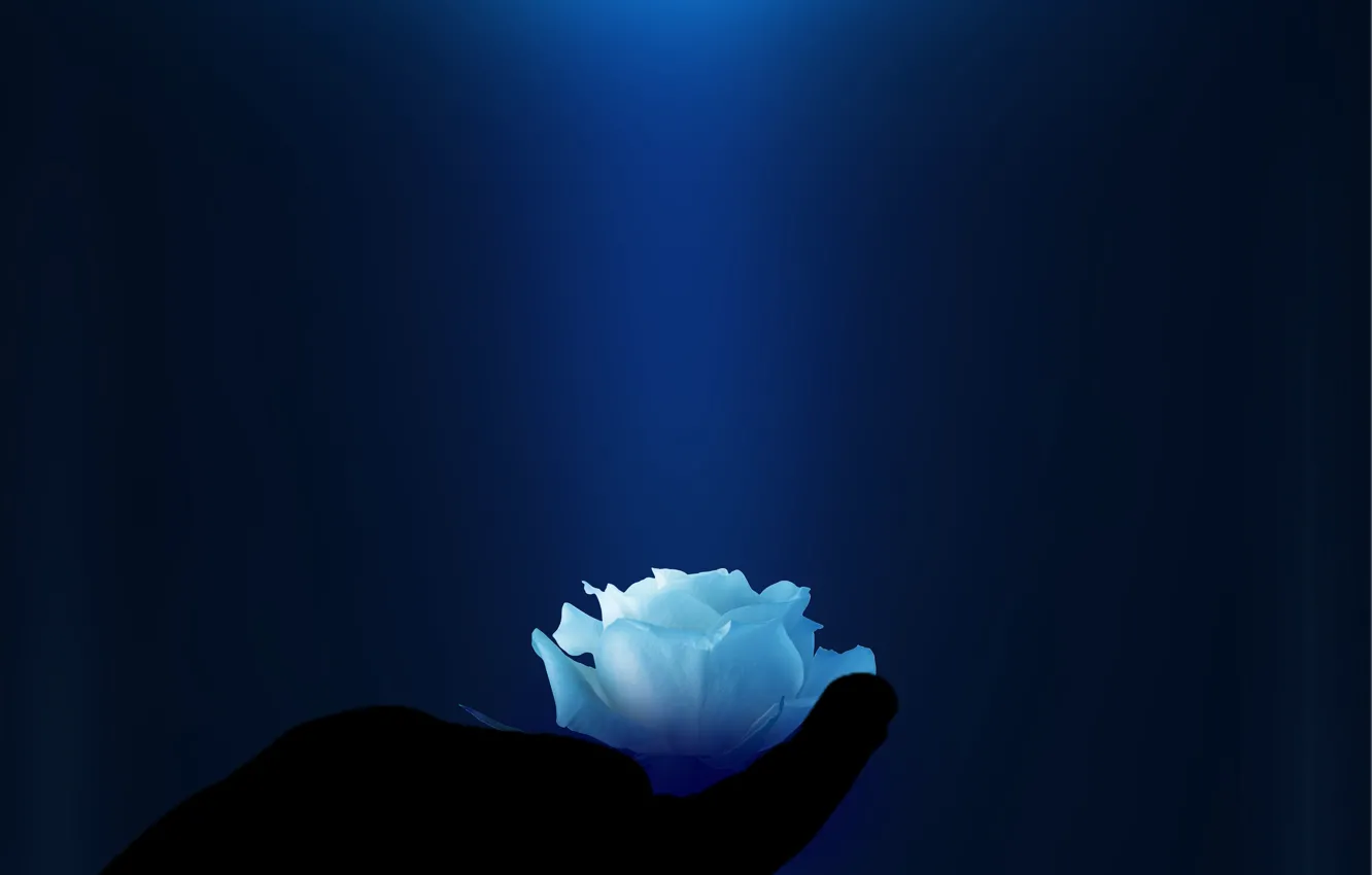 Фото обои light, shadow, magical, light blue rose