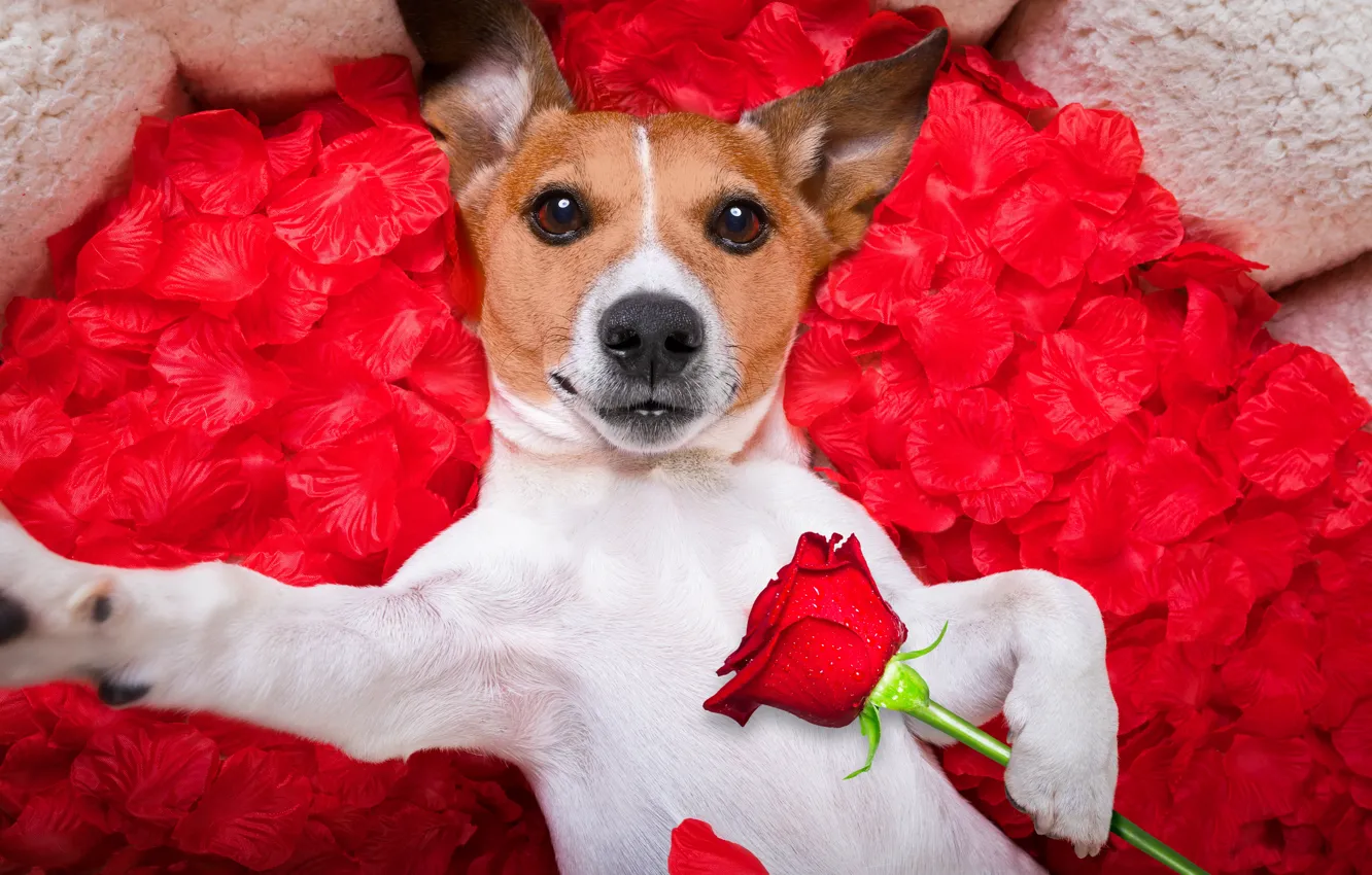 Фото обои собака, лепестки, love, rose, dog, romantic, hearts, funny