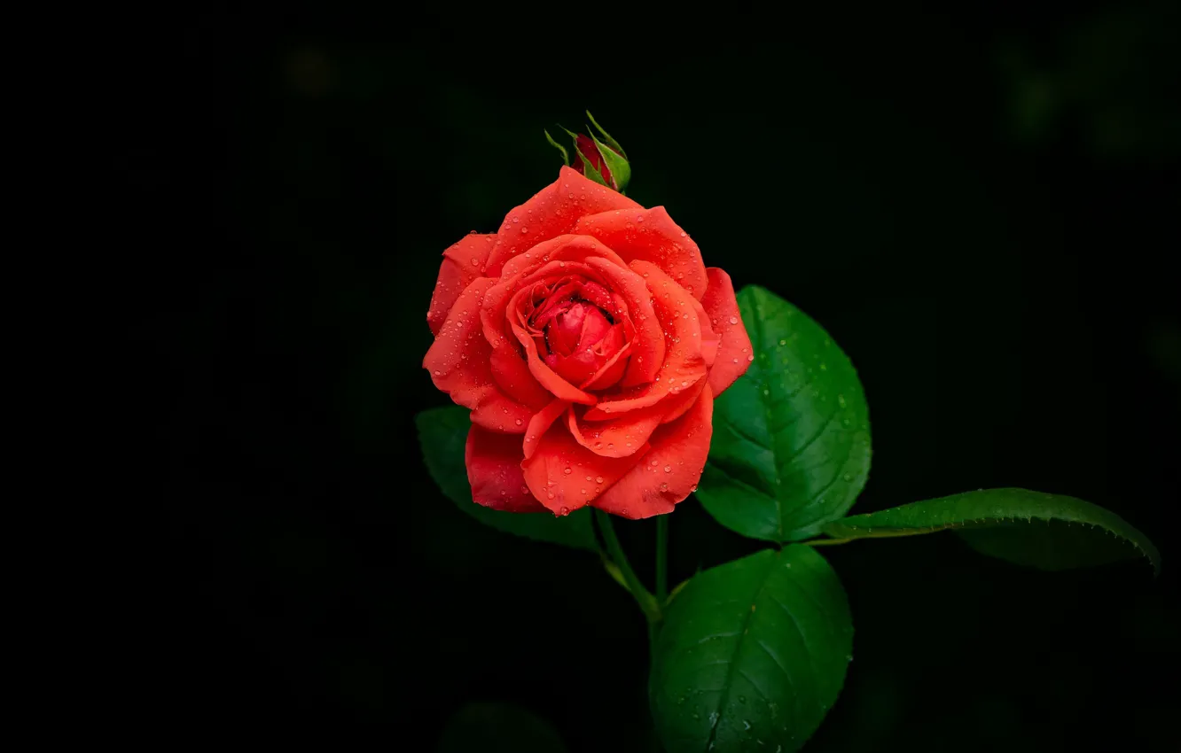 Фото обои цветок, фон, черный, роза, бутон