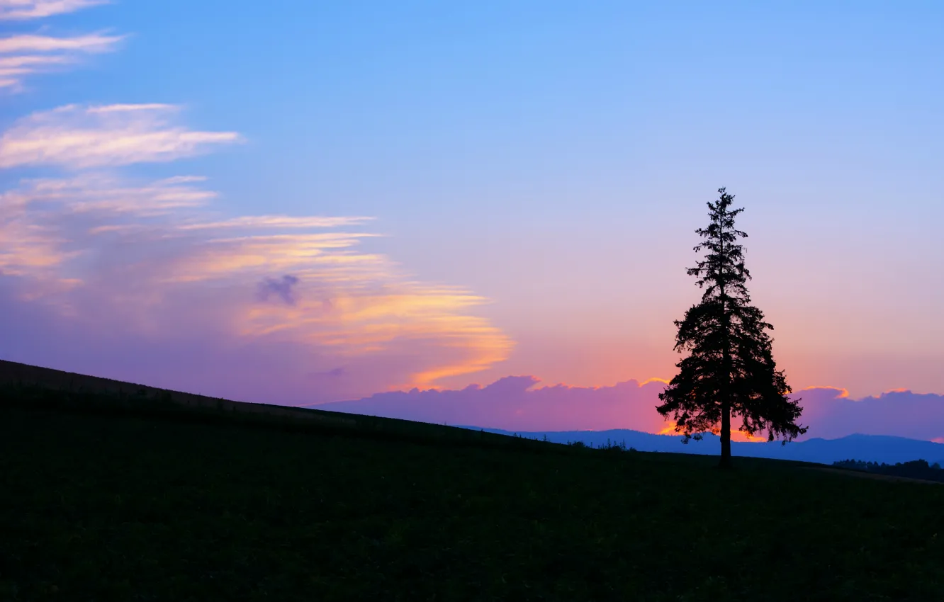 Фото обои поле, небо, облака, закат, яркий, дерево, голубое, Вечер