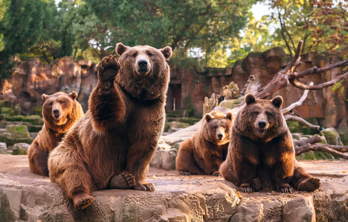 Фото обои медведи, зоопарк, квартет
