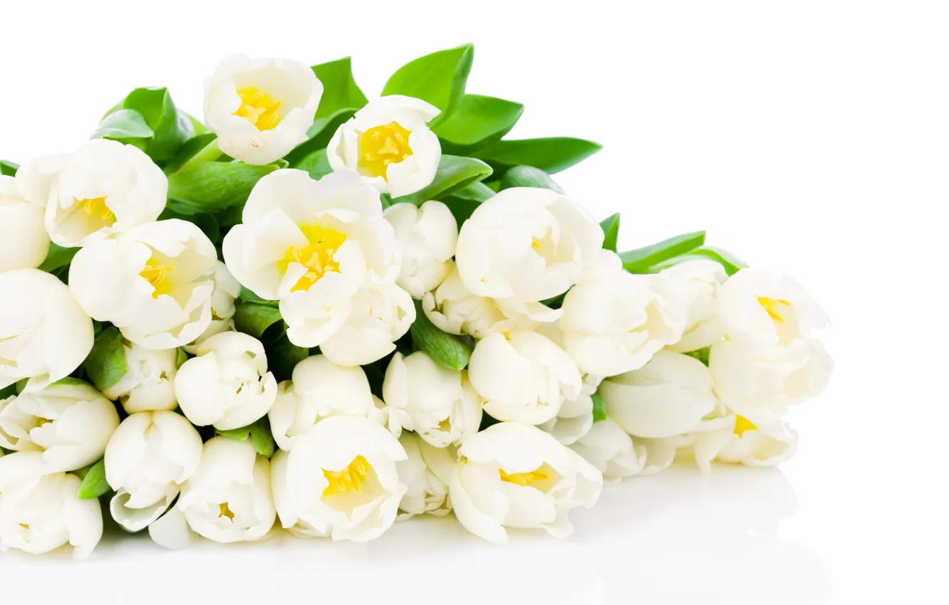 Фото обои цветы, тюльпаны, белые тюльпаны