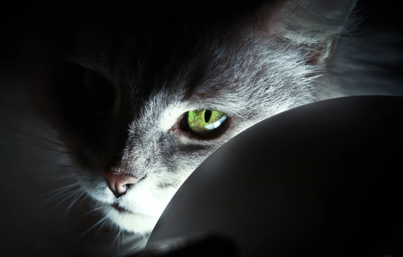 Фото обои light, cat, Cat, eye