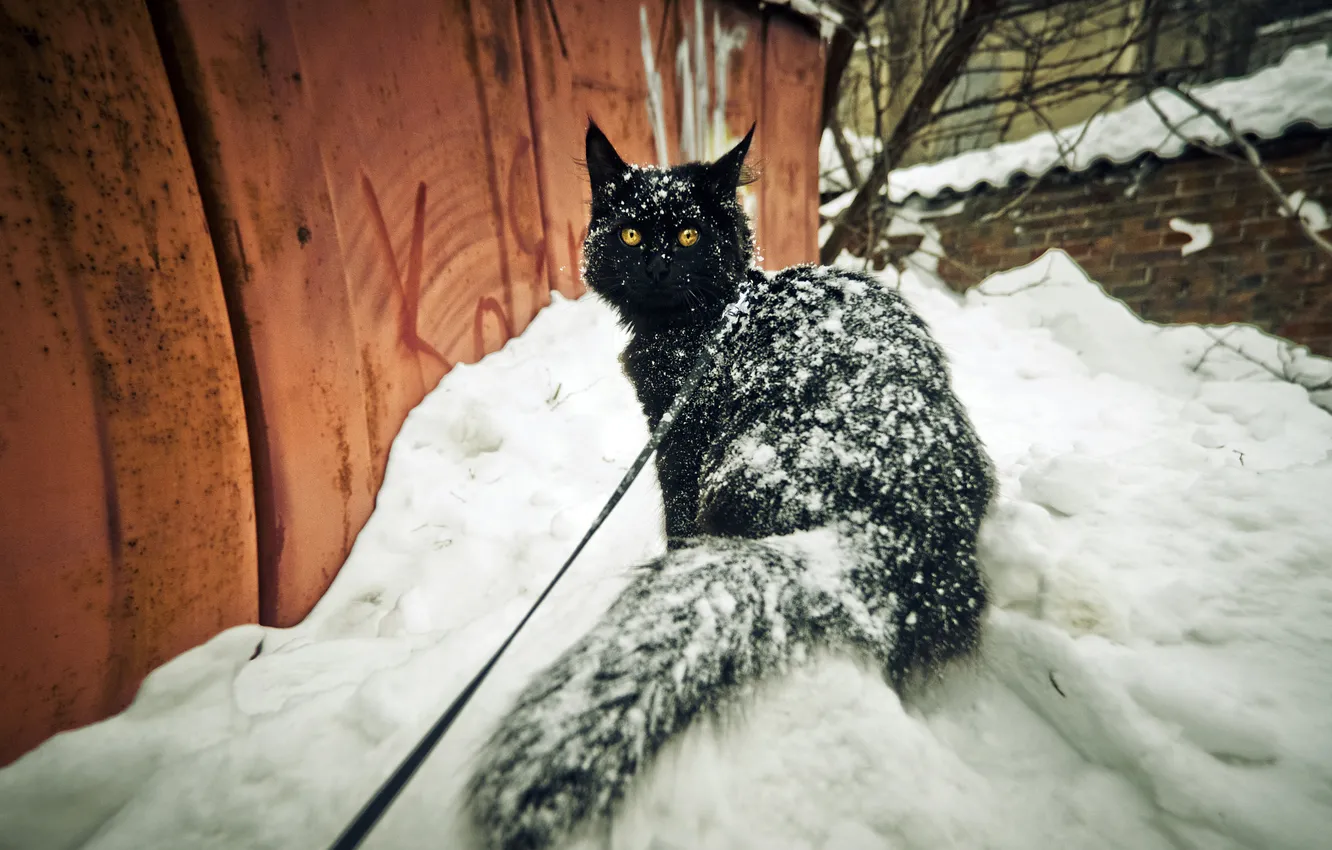 Фото обои зима, кошка, кот, взгляд, снег, стена, в снегу, черный
