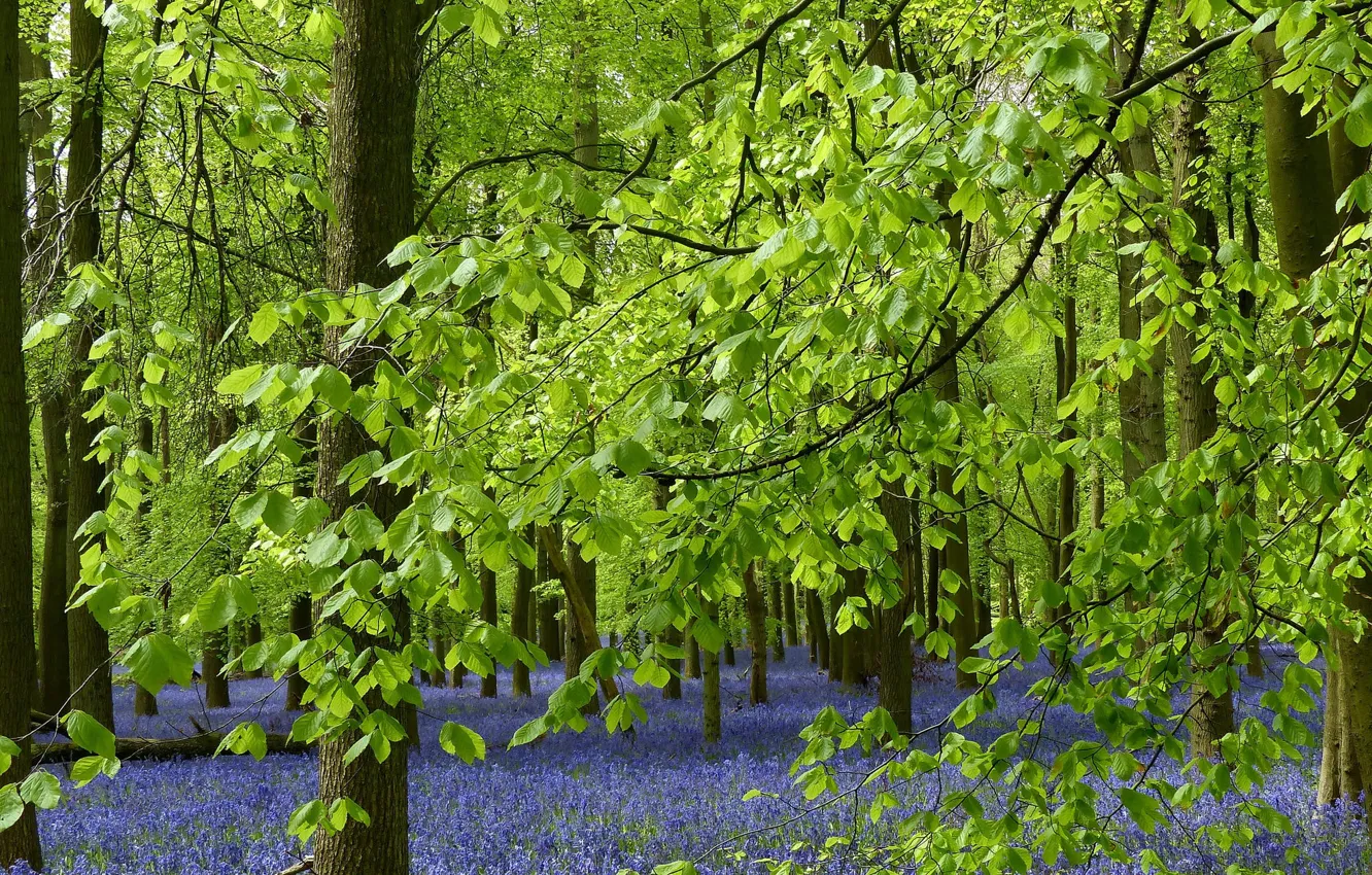 Фото обои лес, листья, деревья, цветы, ветки, Англия, колокольчики, England