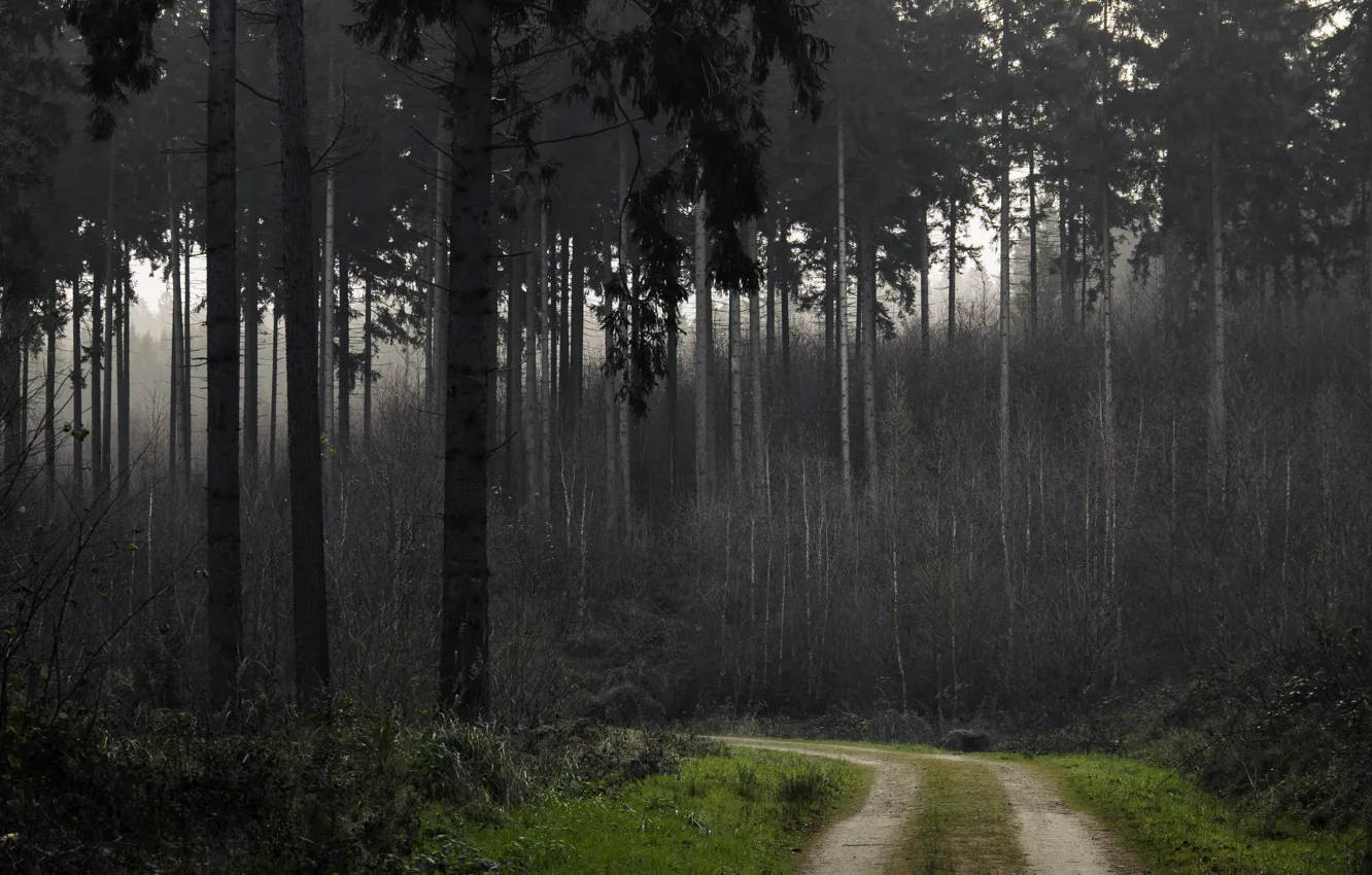 Фото обои лес, деревья, тропа, forest, Nature, роща, trees, path