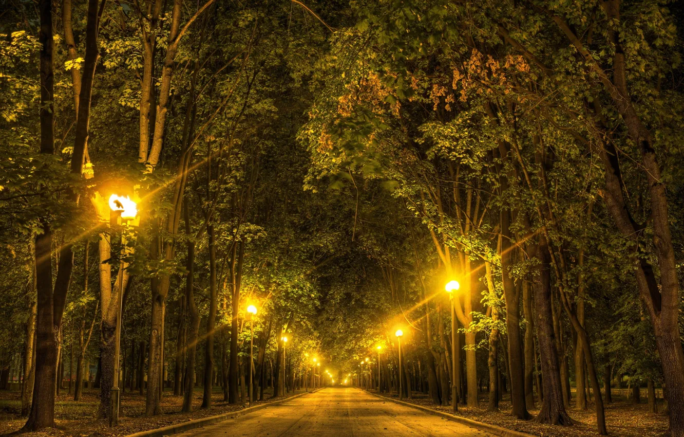 Фото обои деревья, Ночь, освещение, фонари, аллея