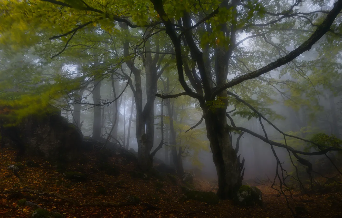 Фото обои осень, лес, деревья, ветки, природа, туман, камни, листва