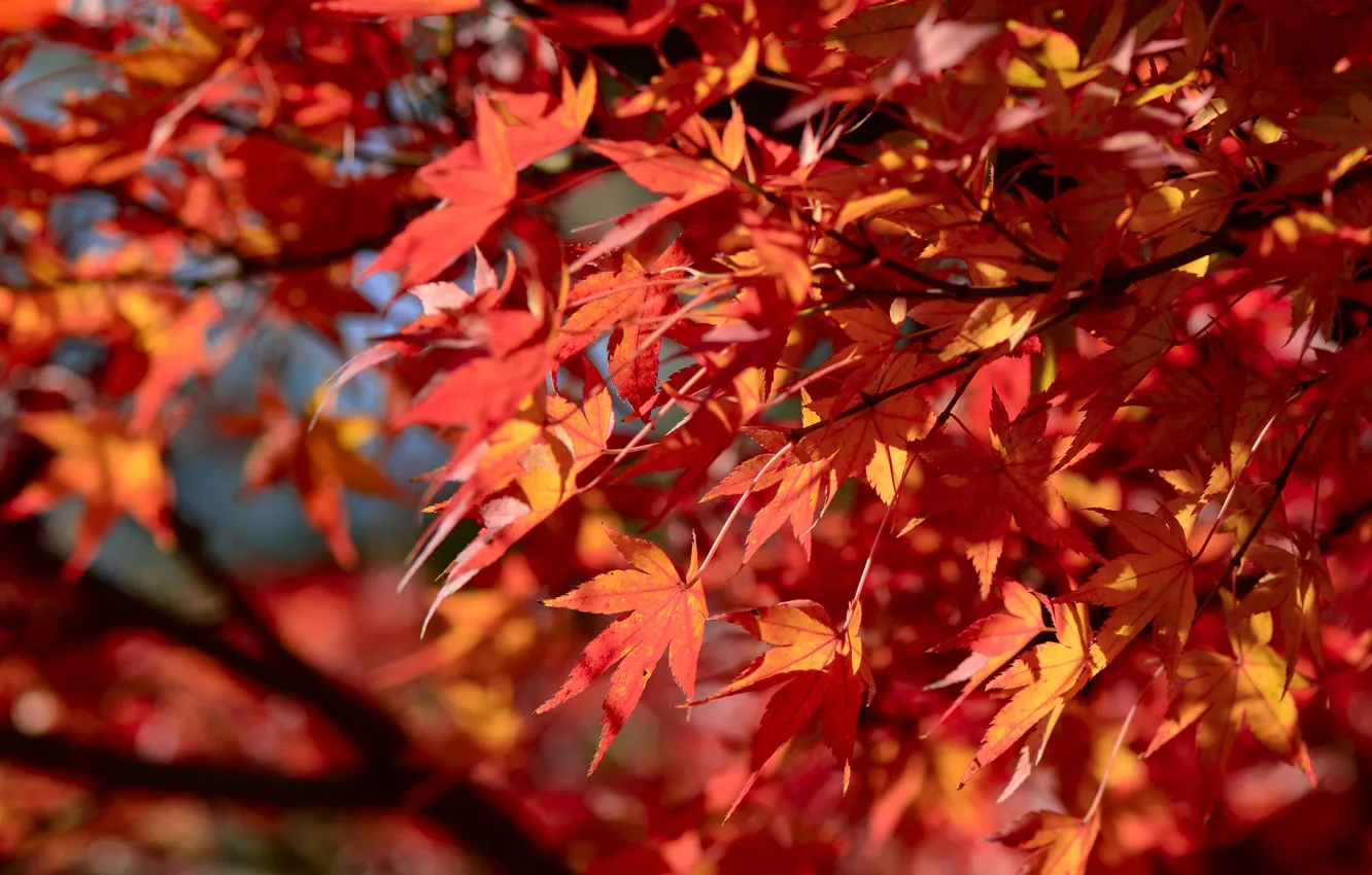 Фото обои осень, листья, дерево, colorful, красные, red, клен, autumn