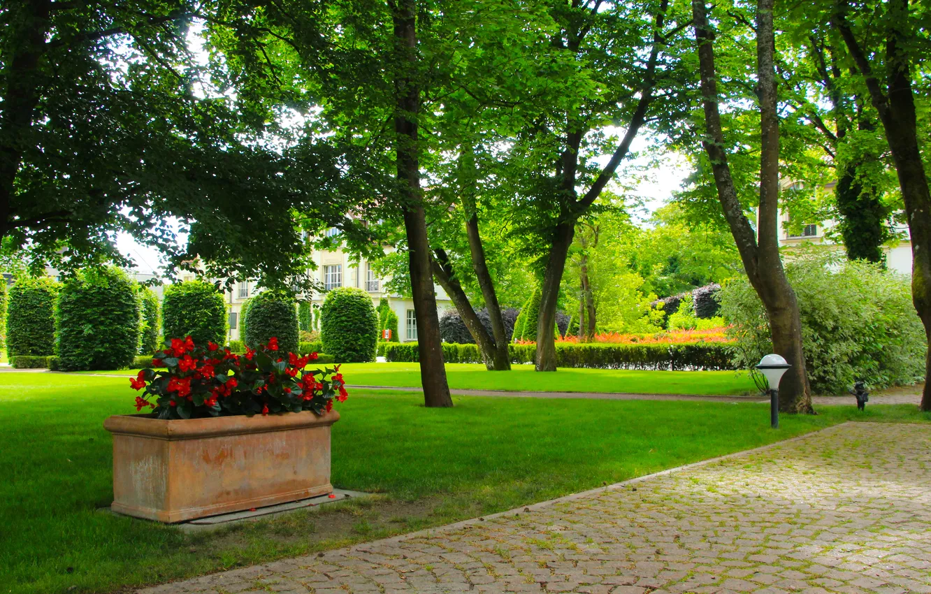 Фото обои flower, park, alley