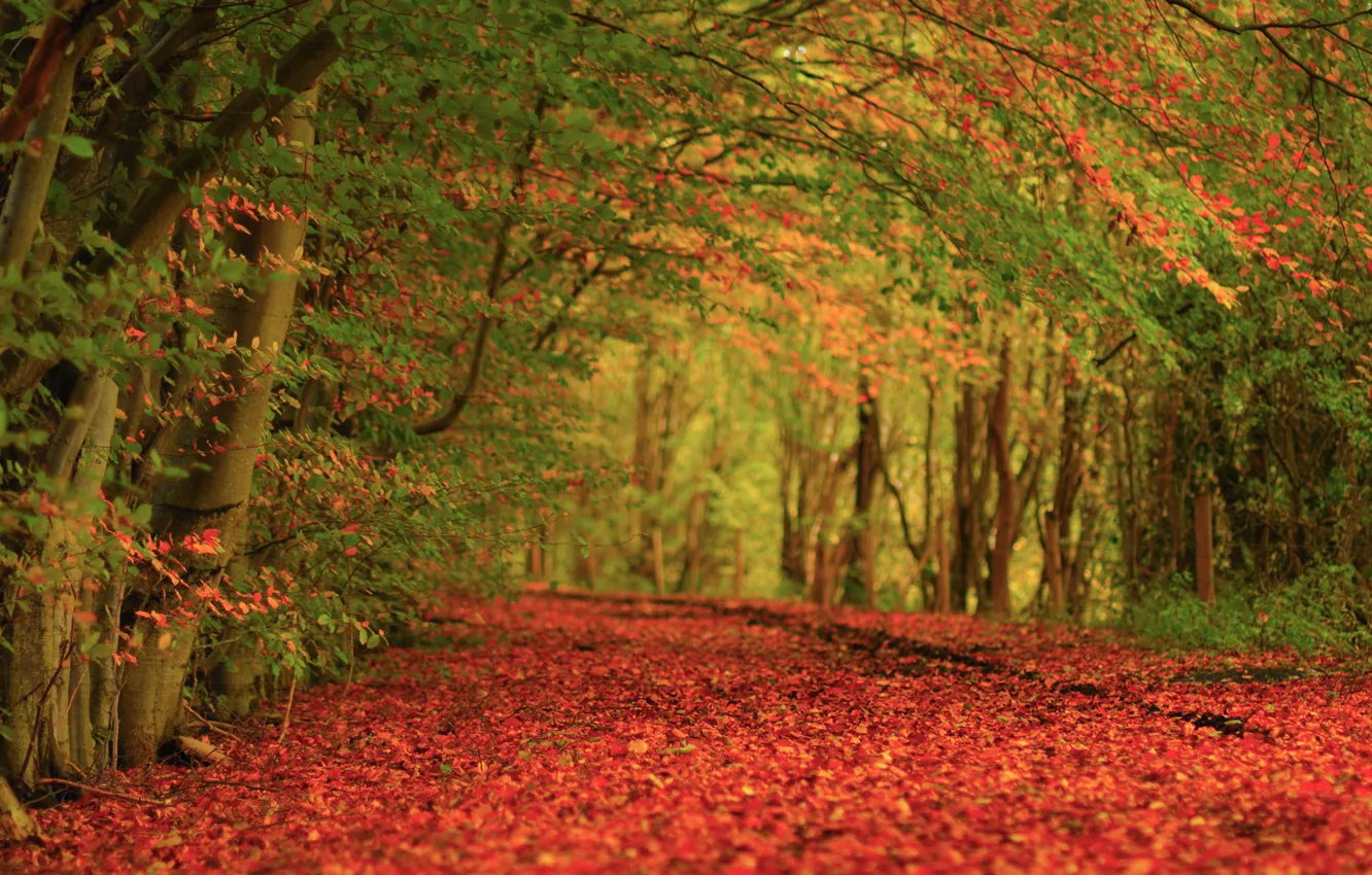 Фото обои осень, деревья, природа, ковер, листва