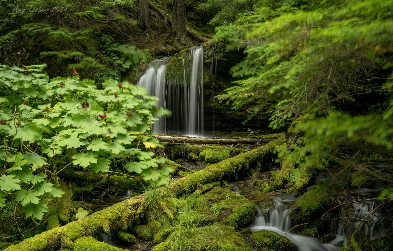Фото обои зелень, лес, деревья, водопад