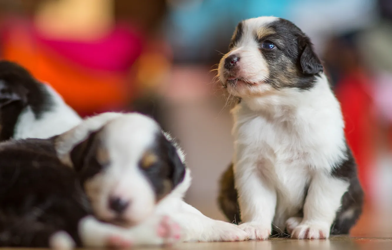 Фото обои собаки, щенки, боке, Австралийская овчарка, Аусси