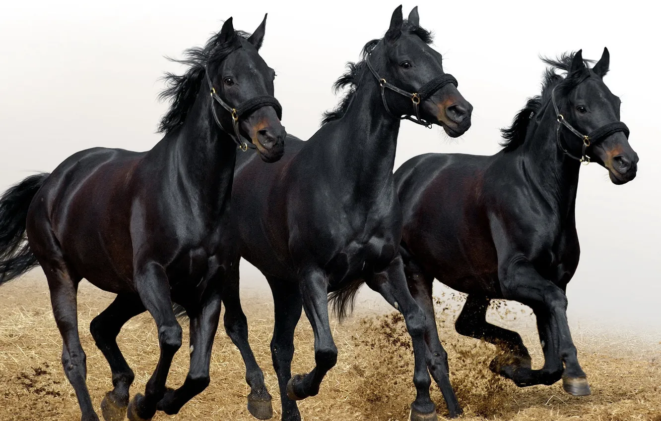 Фото обои лошади, бег, три, тройка, черные, табун, 2014, аллюр