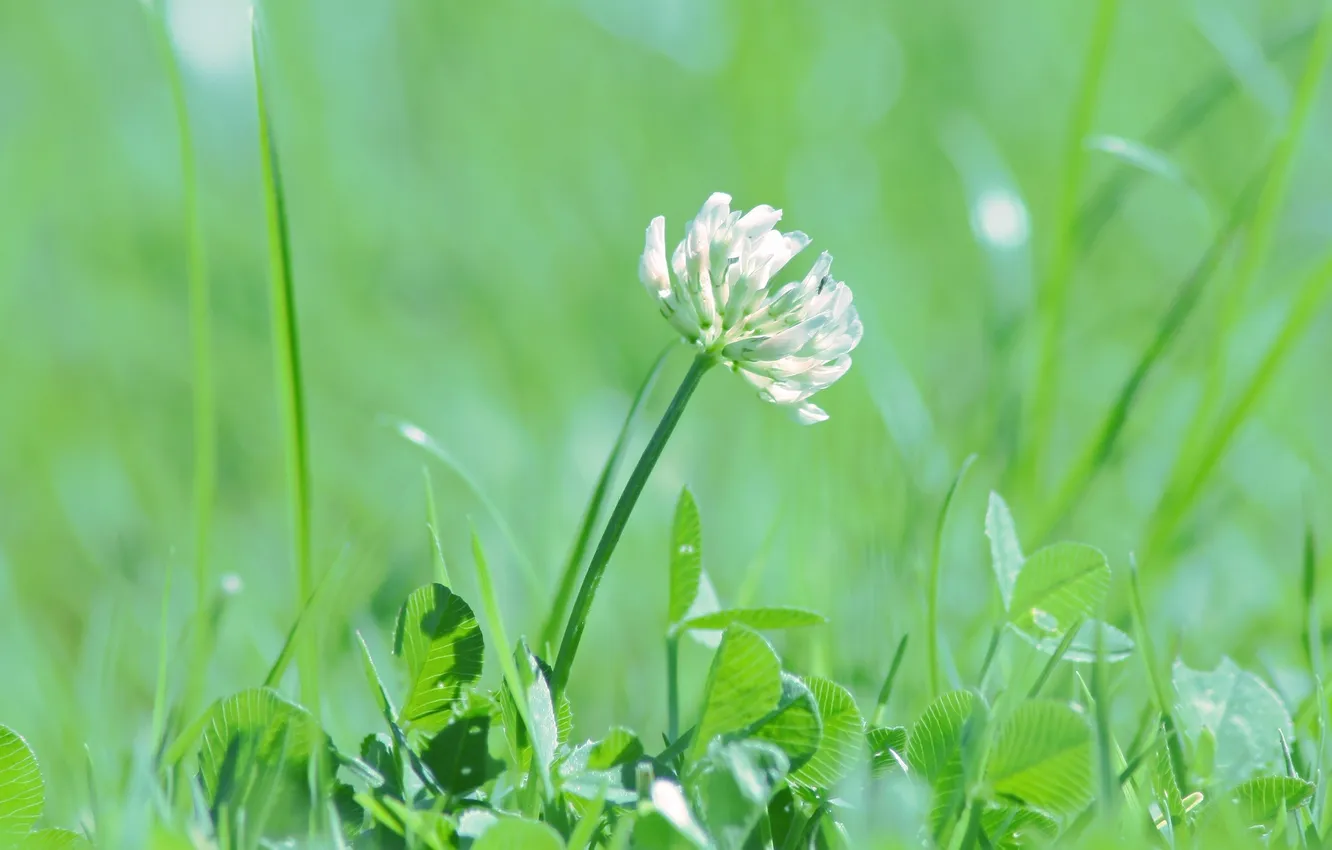 Фото обои зелень, белый, цветок, трава, макро, свет, блики, green