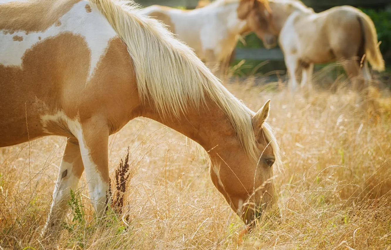 Фото обои трава, свет, конь, лошадь, пастбище, грива, профиль