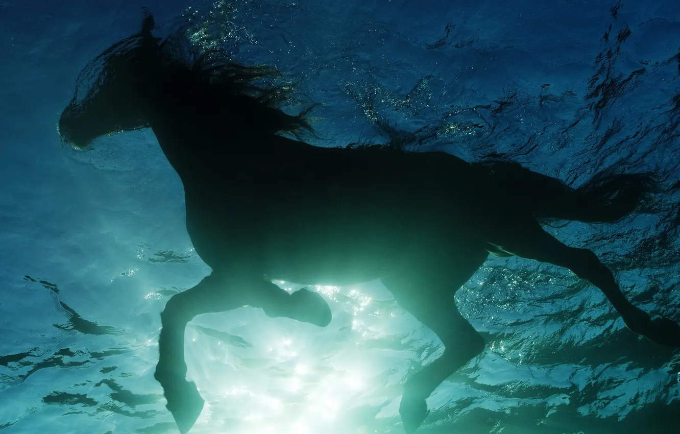 Фото обои вода, заплыв, конь, лошадь