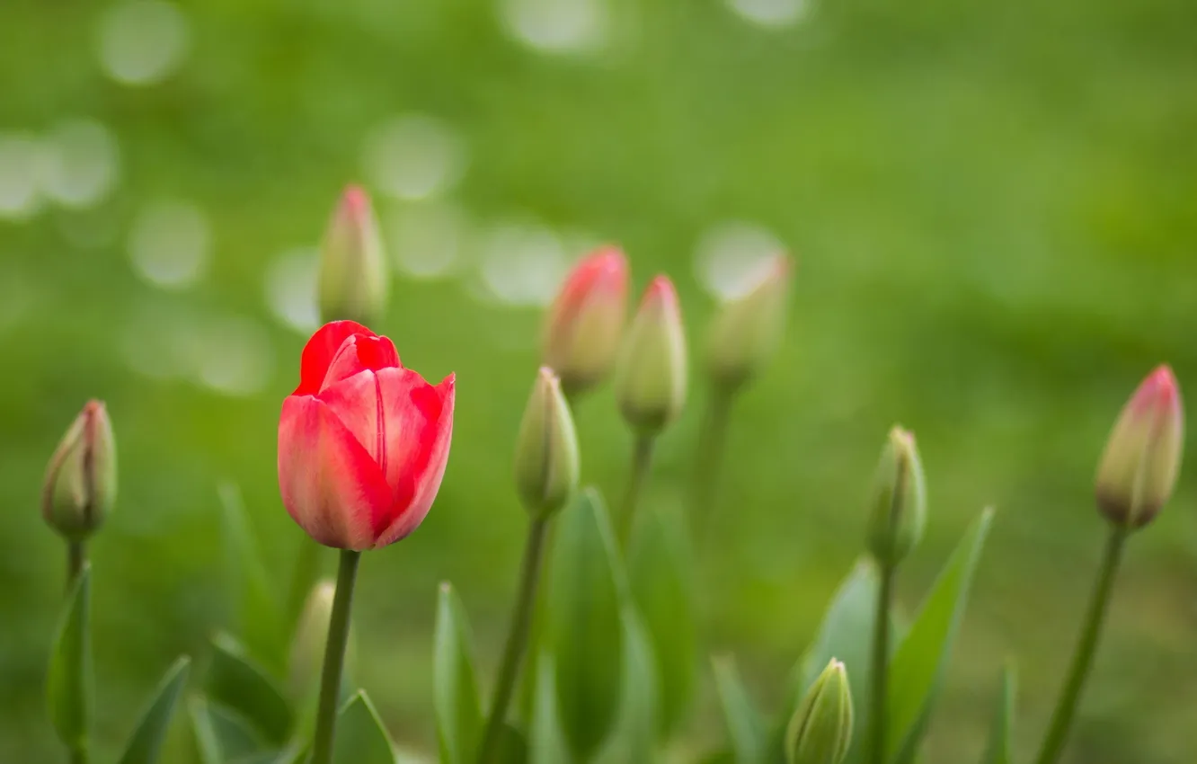 Фото обои цветы, природа, Tulips
