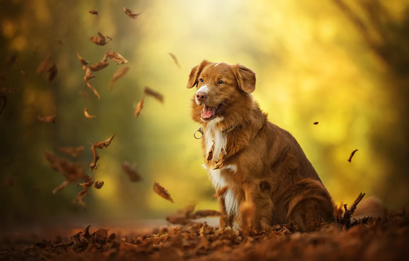 Фото обои листья, рыжий, пёс, Billy