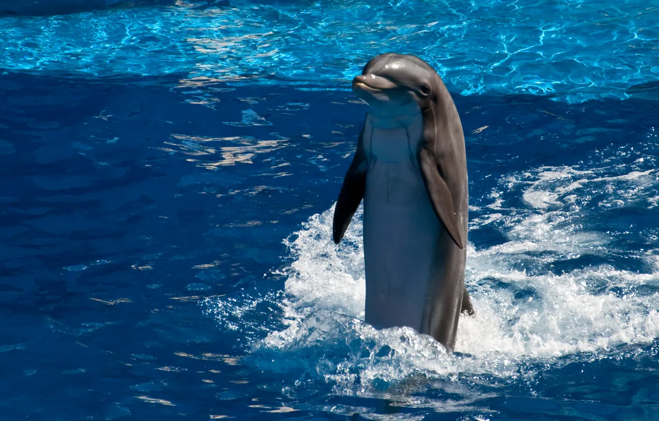 Фото обои вода, дельфин, улыбка