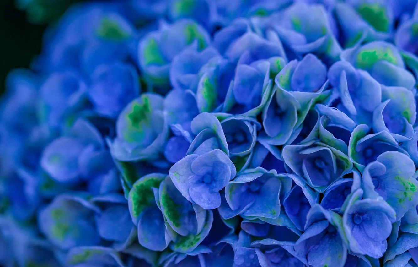 Фото обои цветы, синий, Гортензия