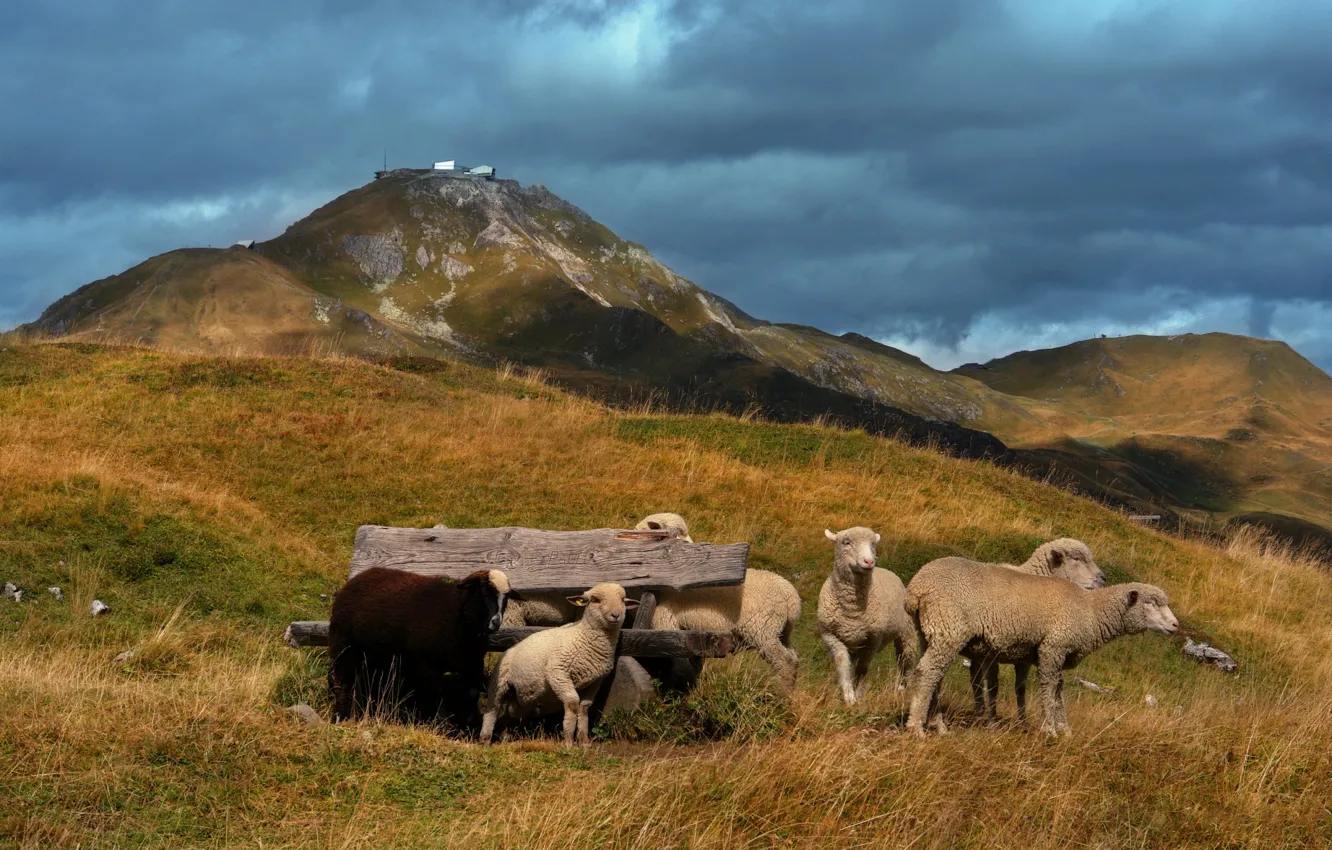 Фото обои холмы, овцы, пастбище, ягнята