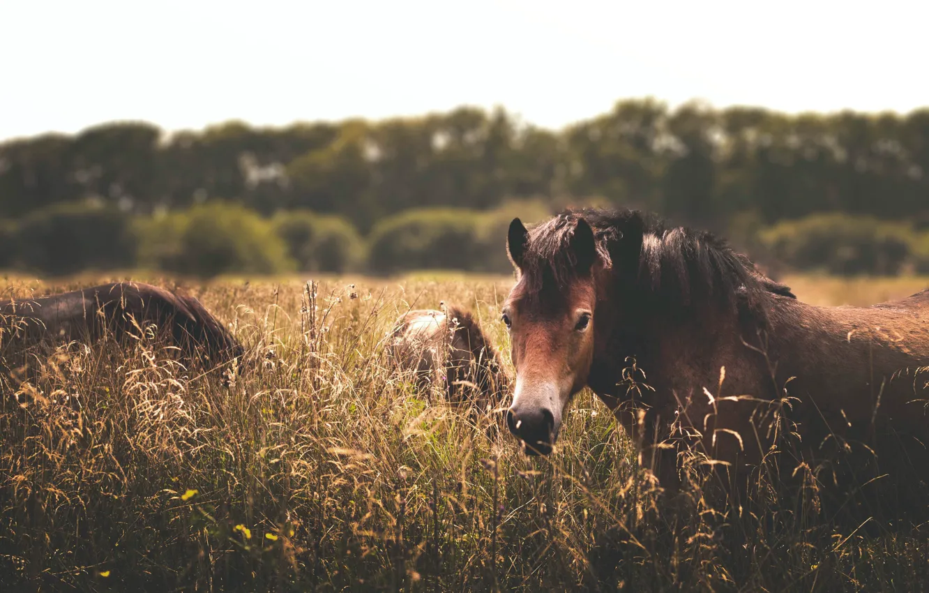 Фото обои трава, взгляд, морда, природа, конь, лошадь, кони, лошади