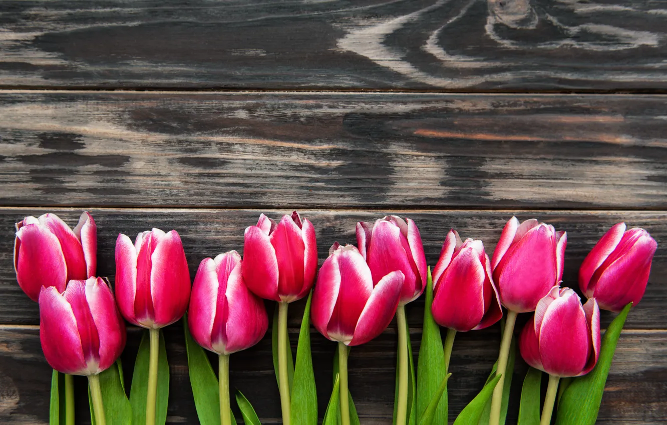 Фото обои фон, тюльпаны, розовые, коричневый, wood