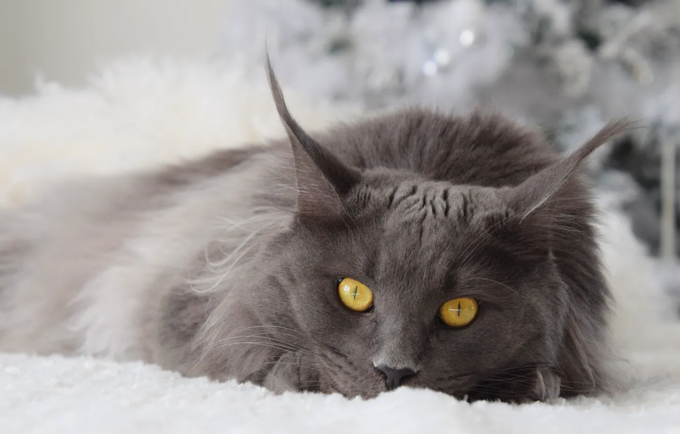 Фото обои зима, кошка, кот, взгляд, морда, серый, фон, новый год