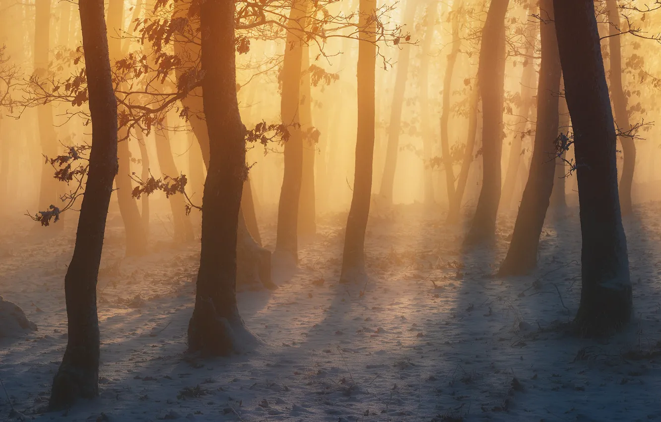 Фото обои зима, осень, лес, солнце, свет, снег, деревья, ветки